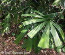 Licuala spinosa